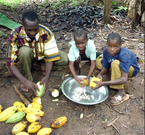 In Côte d’Ivoire’s Cacao Fields, Children Are Poisoned by Obsolete Glyphosate